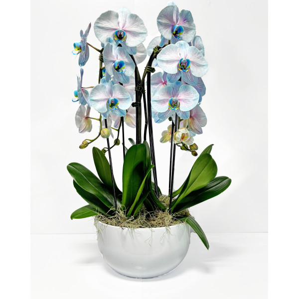 Valentine's Blue Orchid in a Pot