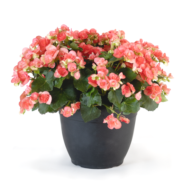 Mother's Day Plants - Green Plants, Flowering Plants, Succulent Plants ...