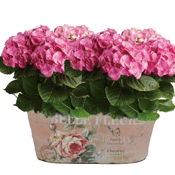 Home - Sugar Sweet Pink Hydrangeas - #1 Florist in Central Ohio ...