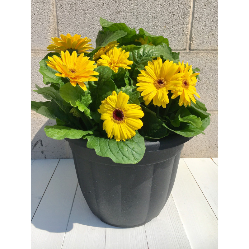 Mother's Day Plants - Gerbera Daisy Pot - #1 Florist in Central