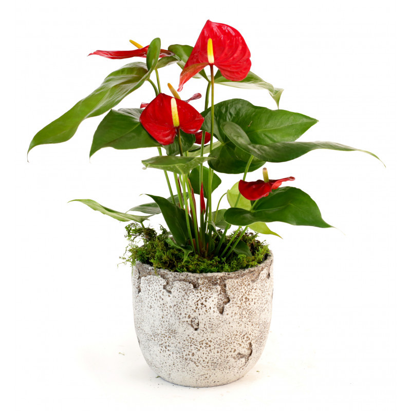 Plant Collection - Anthurium Plant in Distressed Cement Pot - #1 ...