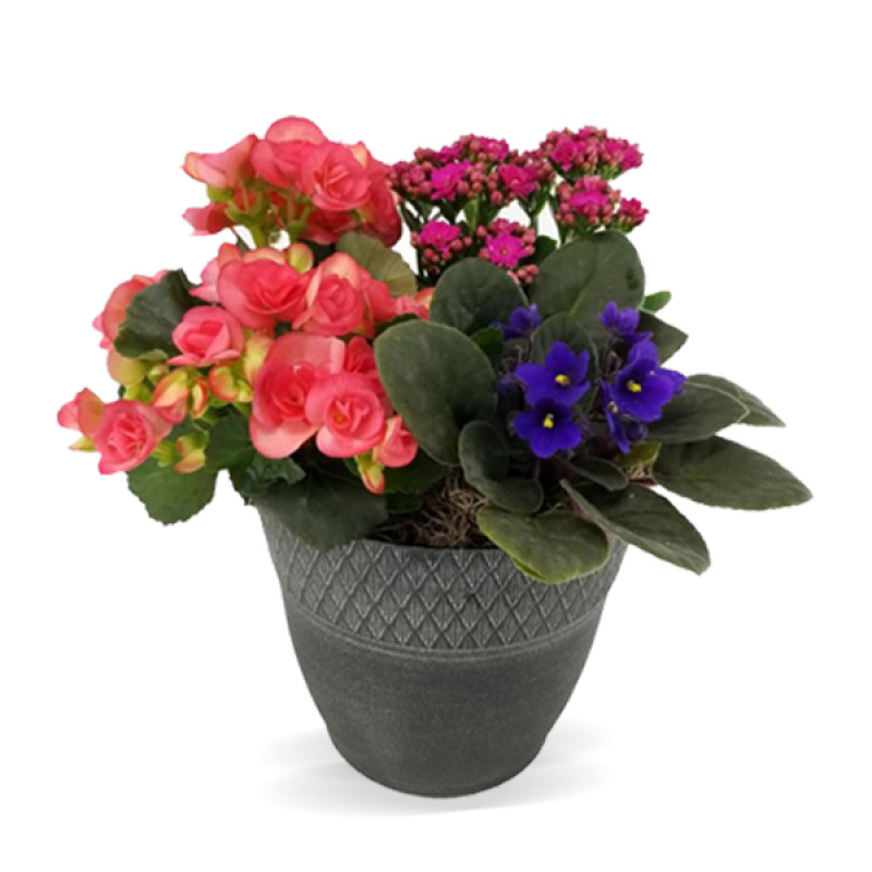 Indoor Flowering Plants - Spring Mixed Blooming Plant - #1 Florist in ...