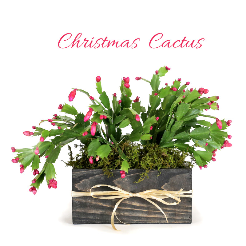 christmas pots for cactus flower