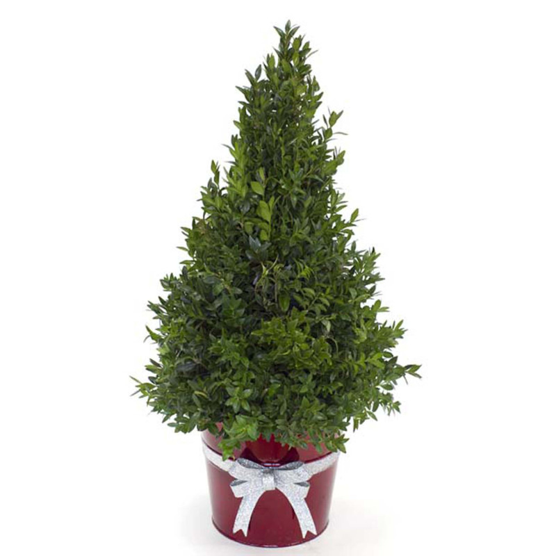 Boxwood Tree - Same Day Delivery
